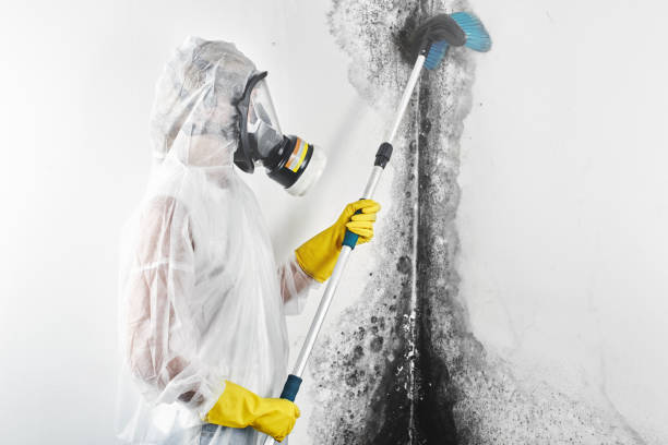 Kimberly, AL Mold Removal Company