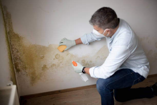 Best Post-Construction Mold Inspection  in Kimberly, AL